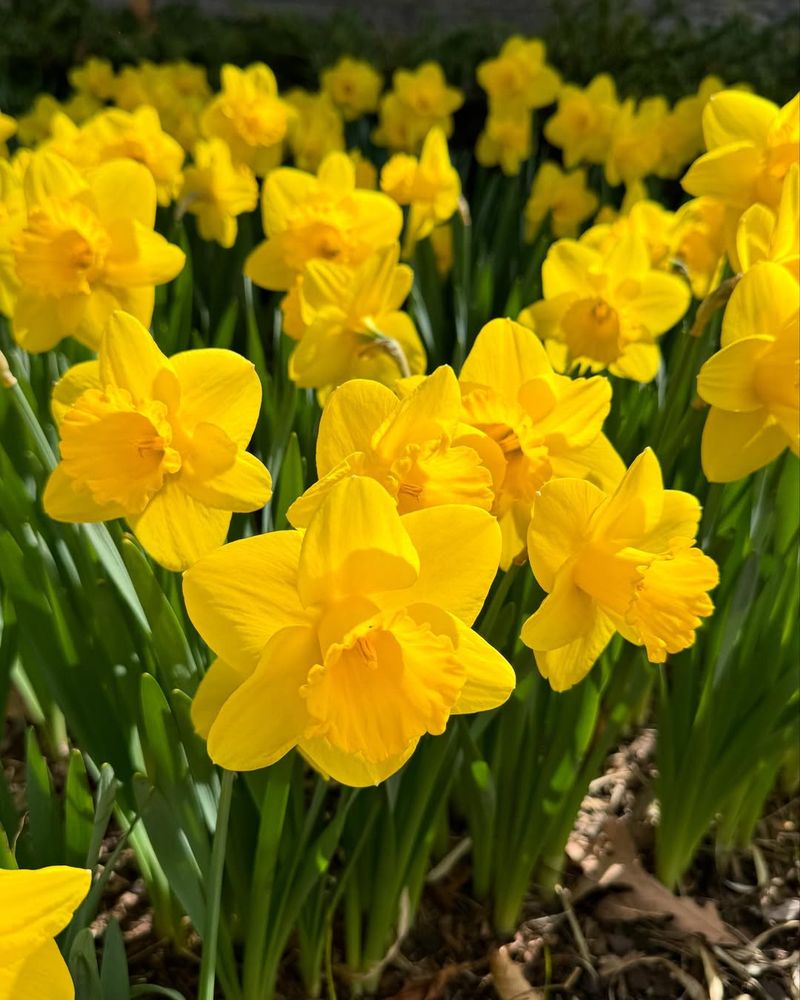 Daffodils