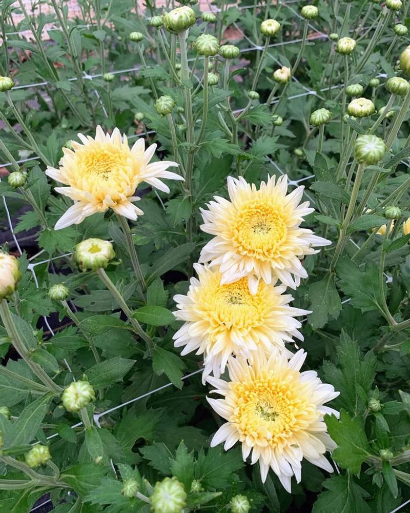 Chrysanthemums