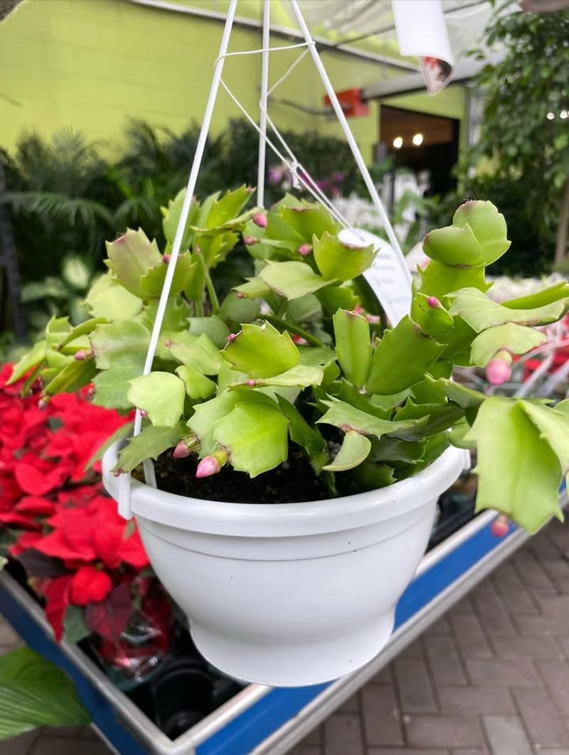 Rushing Through Crowded Stores