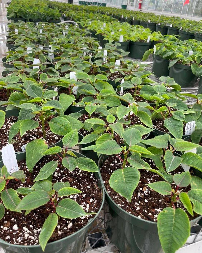 Soggy Soil Breeds Root Rot