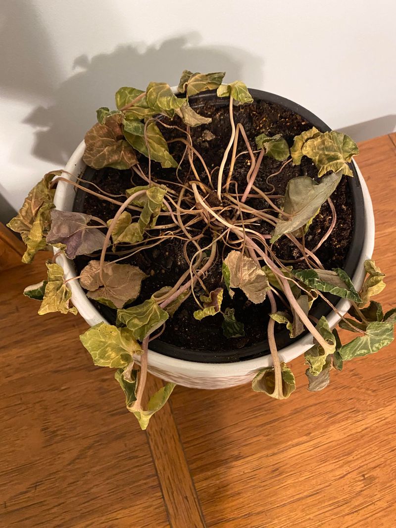 Overlooking Dormancy Cycles