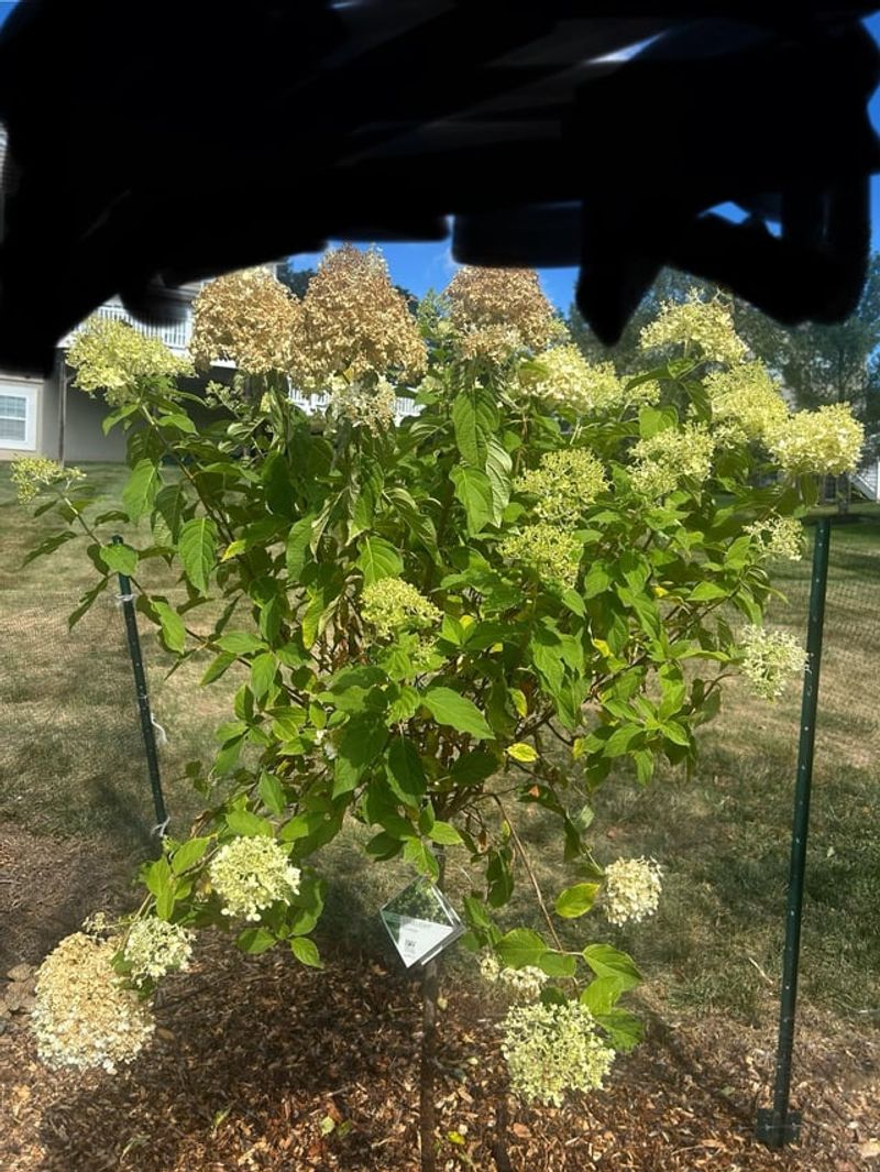 Water Your Plants Deeply The Day Before