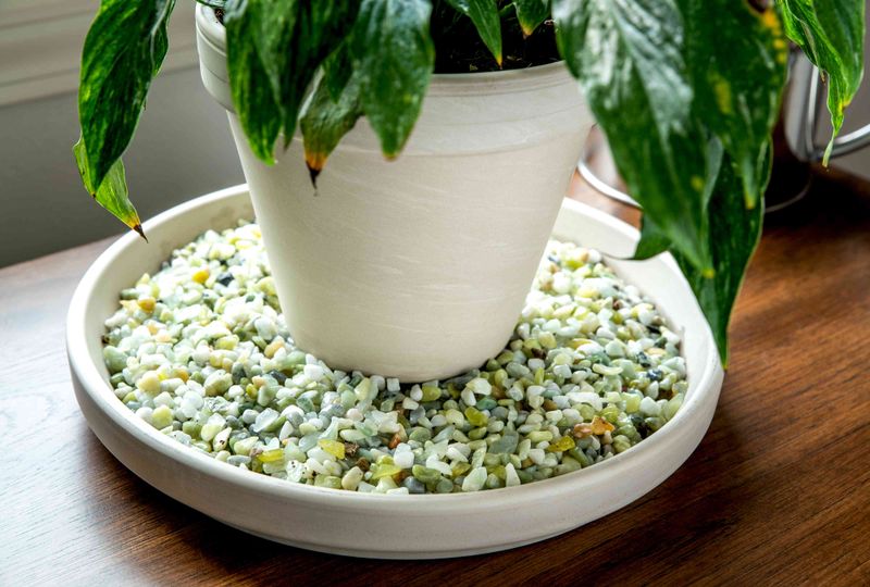 Create Pebble Trays For Constant Moisture