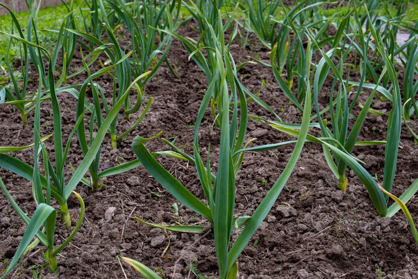 Mistake Colorado Gardeners Keep Making When They Plant Winter Veggies