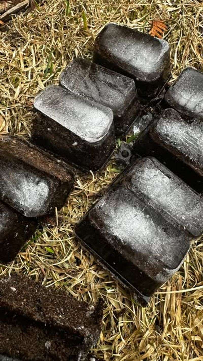 Seeds Won't Germinate in Frozen Ground