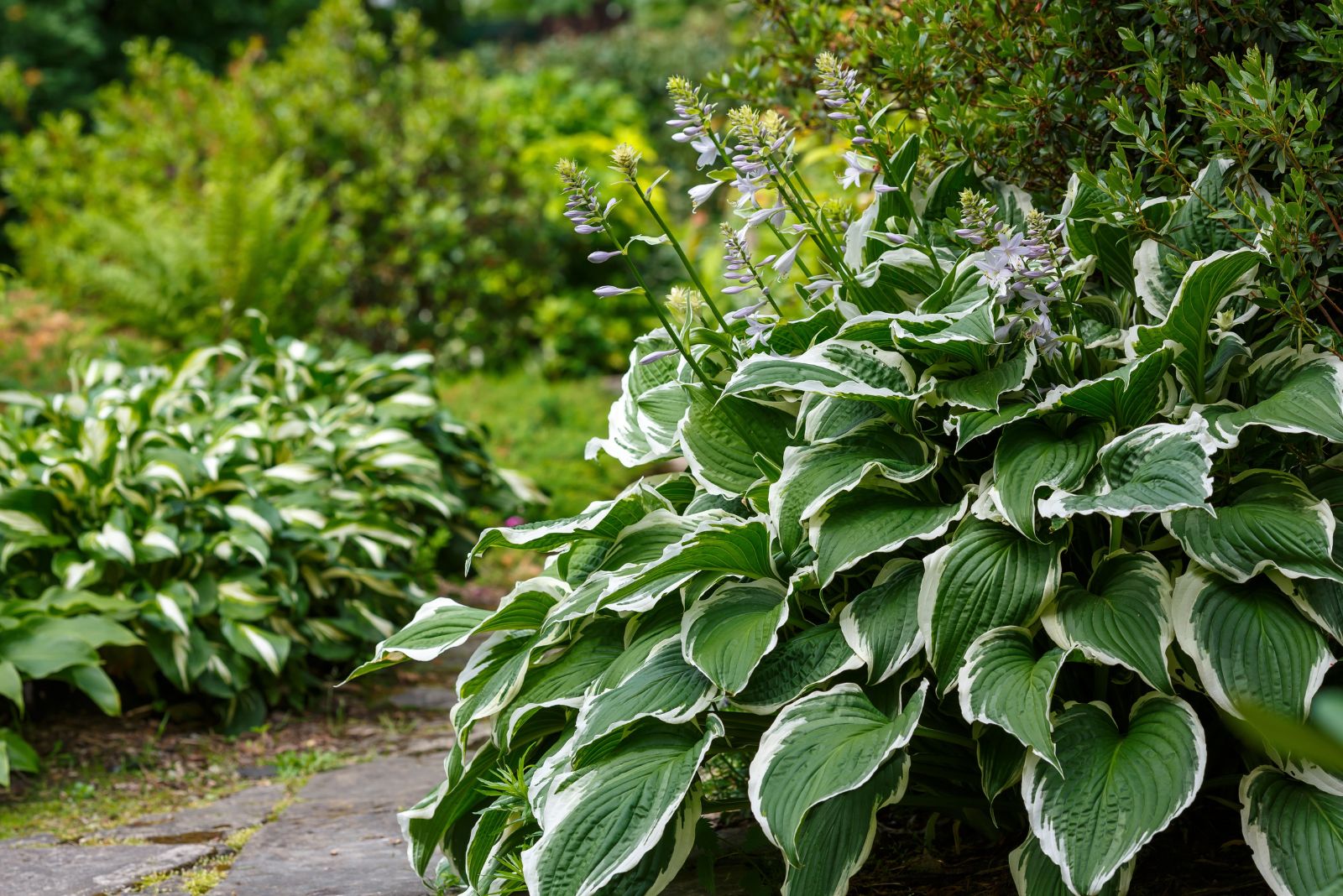 12 Mistakes To Avoid When Growing Hostas In Your Garden