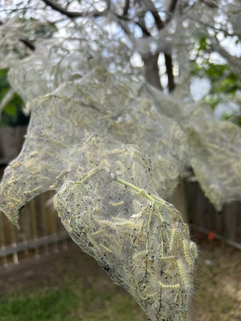 Tent Caterpillar Webbing Traps Leaves