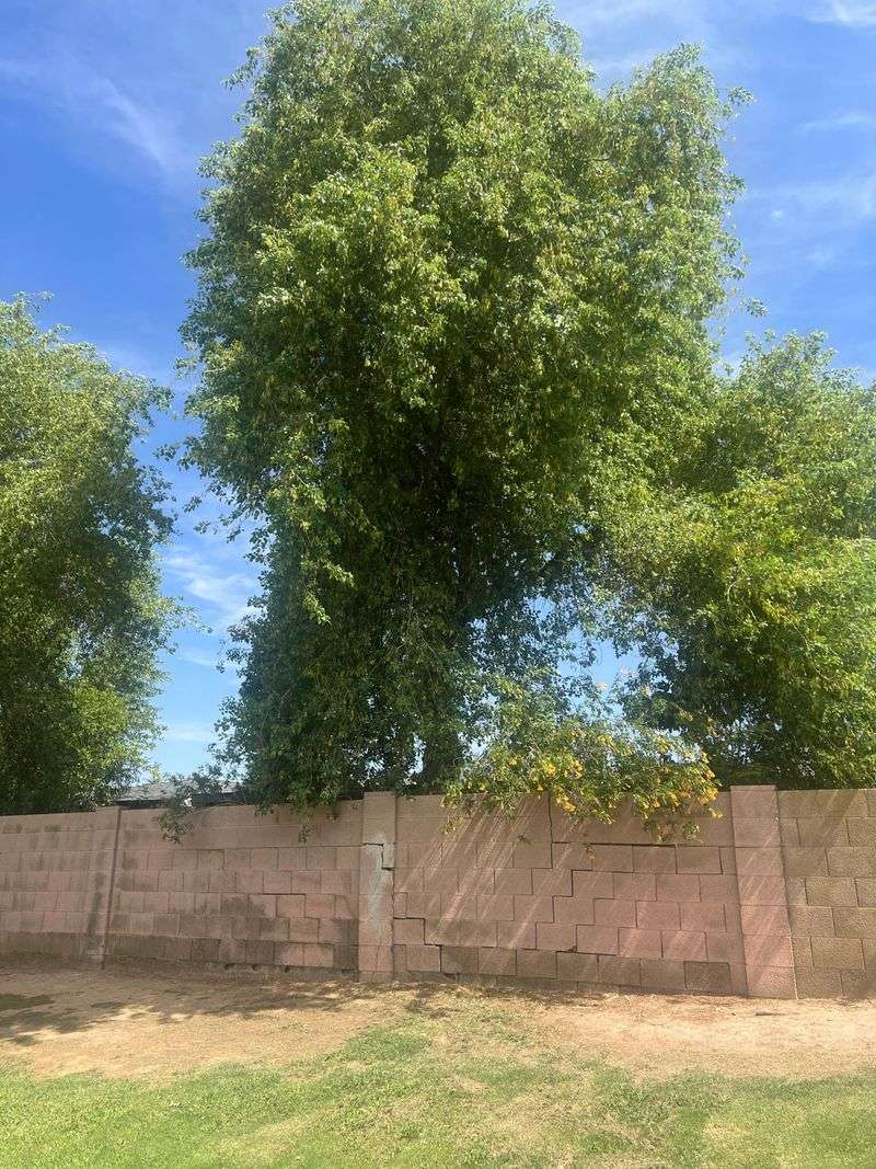 Wind Catches Tumbleweeds Overhead