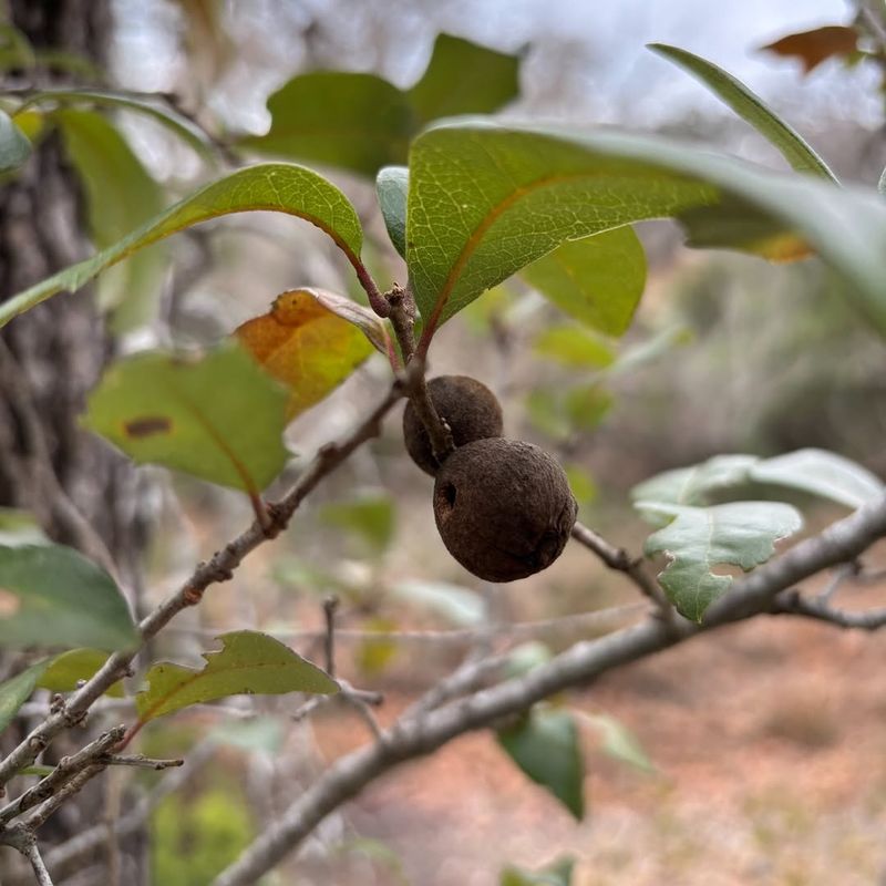 Leaf Galls Are Nature's Odd Bubbles