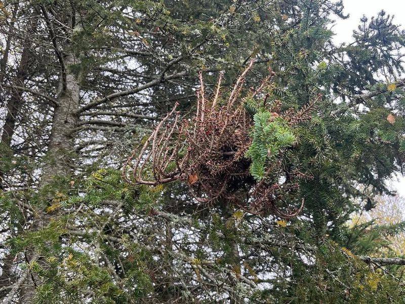 Witches' Broom Abnormal Growth