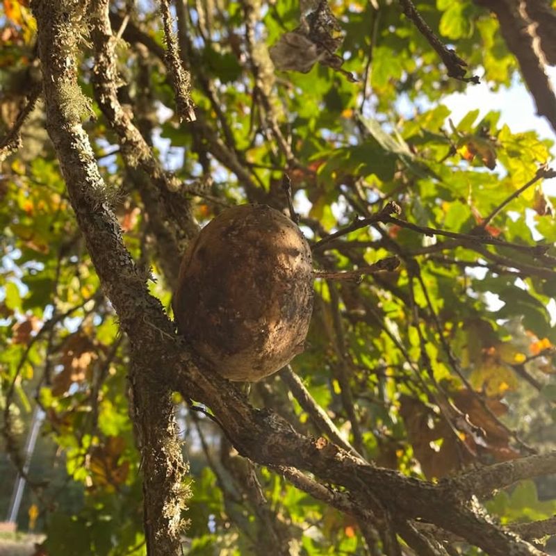 Oak Apple Galls: Tiny Wasps At Work