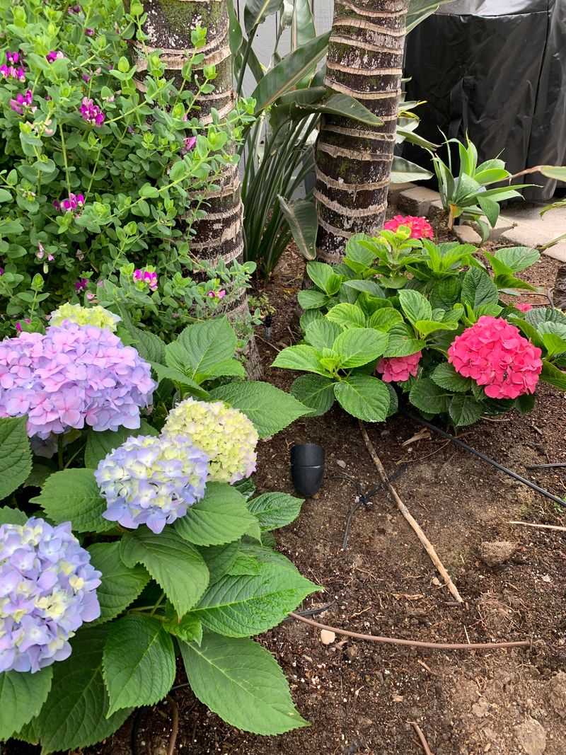 Sprinkle Grounds Around Acid-Loving Flowers