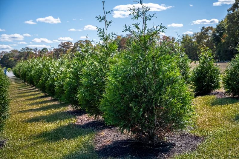 Low-Maintenance Appeal For Busy Families