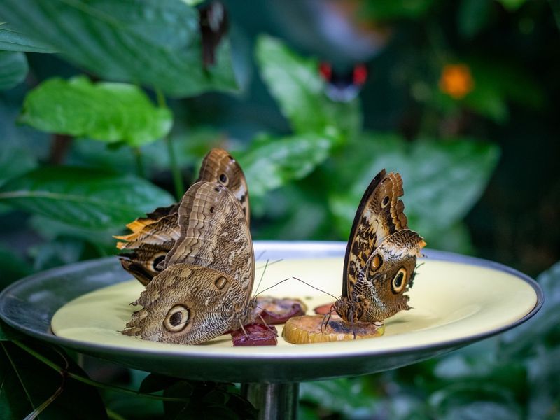 Butterfly Haven