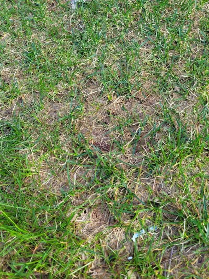 Wind Damage Decreases With Stronger Grass Structure