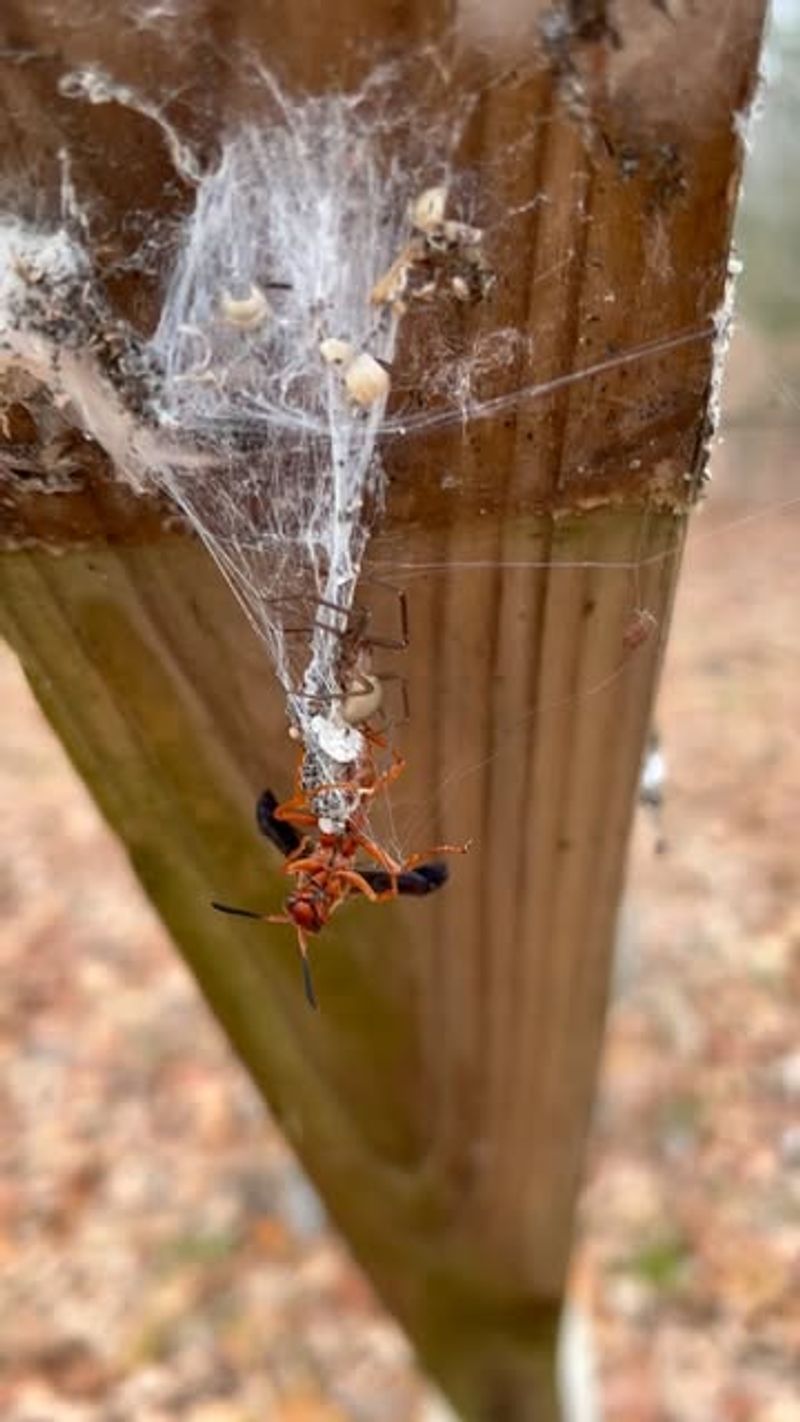Brown Recluse Spider