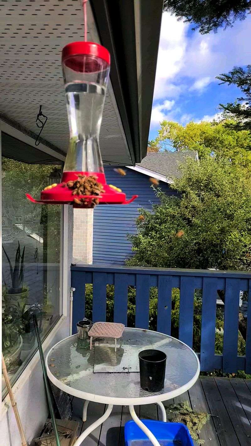 Wasps and Bees Take Over the Feeder