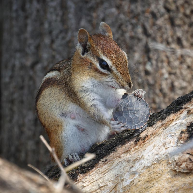 Chipmunks Maintain Hidden Entrances
