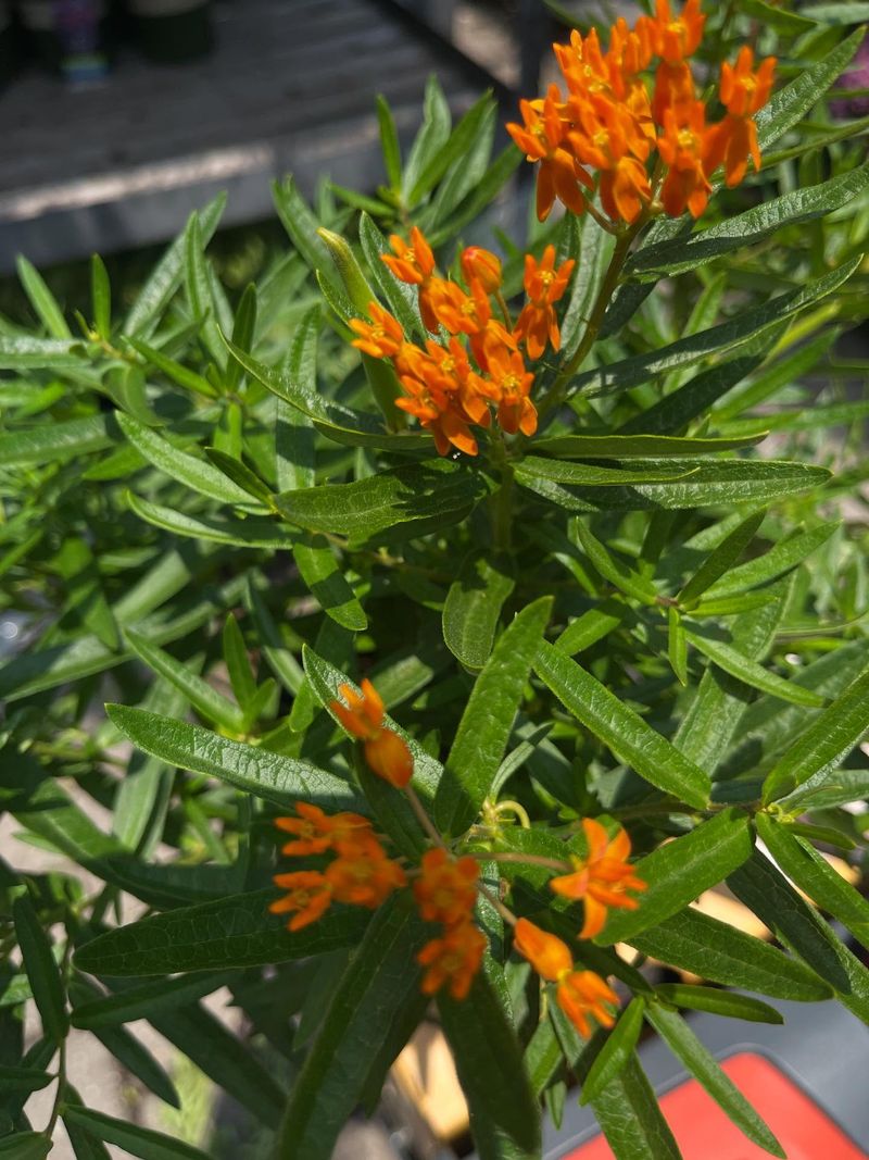 Vibrant Orange Blooms Create Stunning Garden Color