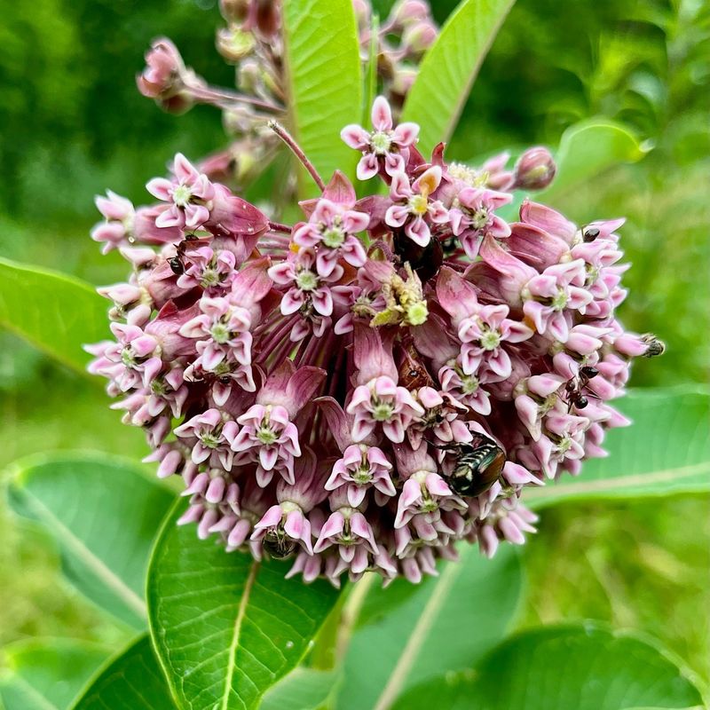 Nectar-Rich Flowers Fuel Butterfly Energy