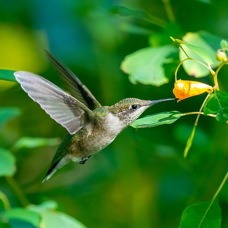 Ruby-Throated Hummingbirds