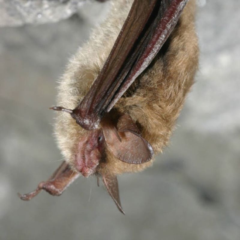 Northern Long-Eared Bat