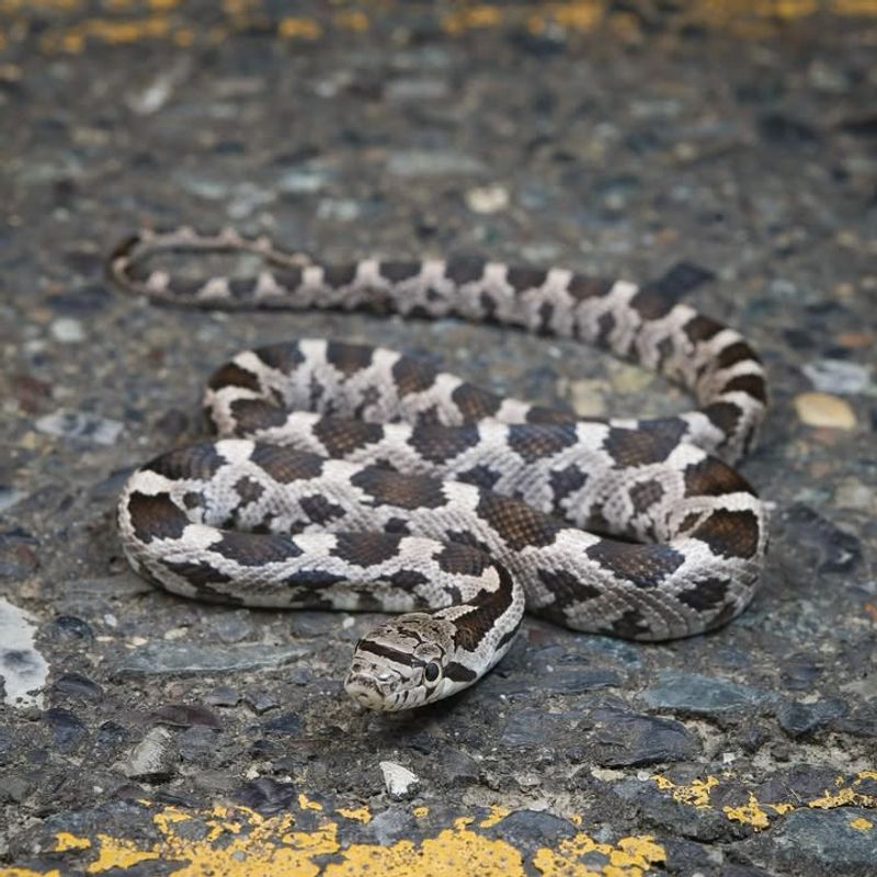 Timber Rattlesnake