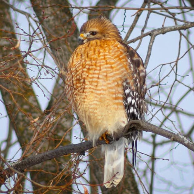 Red-Shouldered Hawk