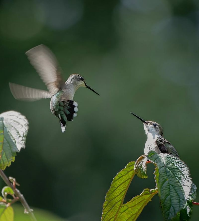 Ruby-Throated Hummingbirds At Feeders