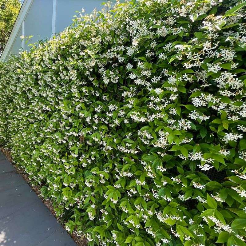 Confederate Jasmine Ground Cover (Trachelospermum jasminoides)
