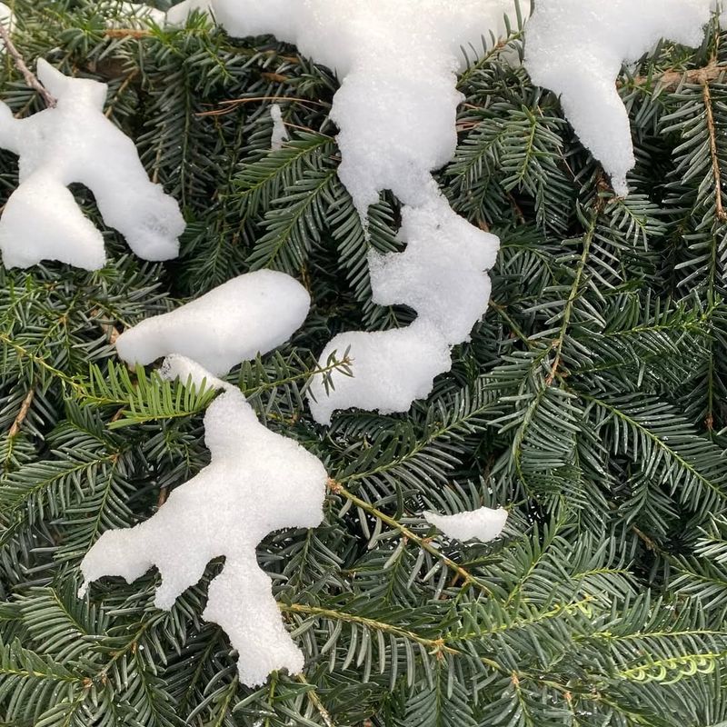 Provide Extra Support For Heavy Snow