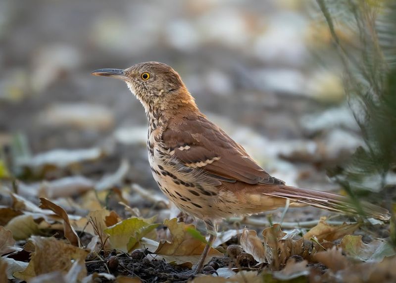 Consider Rare Western Species