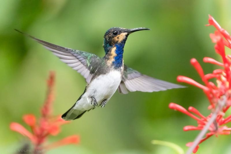 Connect With Local Birding Communities