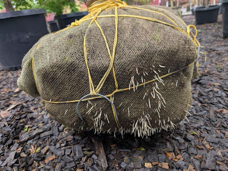 Remove Wrapping At The Right Time