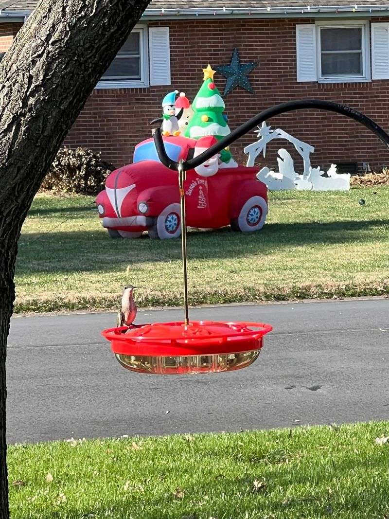 Join Local Birding Groups For Sighting Reports