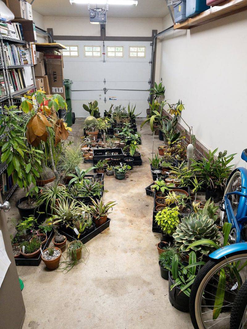 Bring Container Plants Indoors Overnight