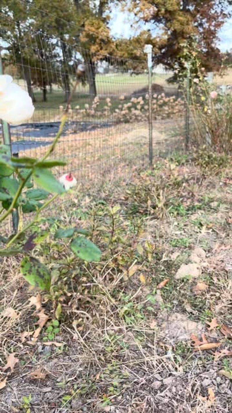 Apply Beneficial Fungi and Bacteria