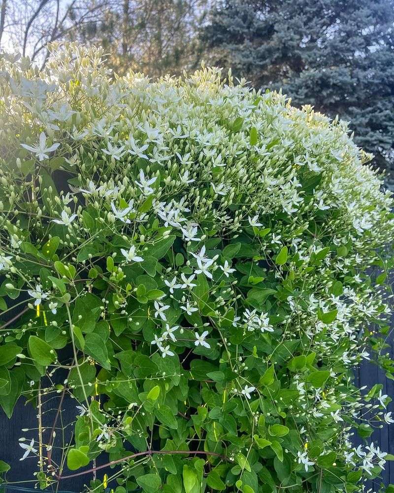 Mulch to Regulate Soil Temperature