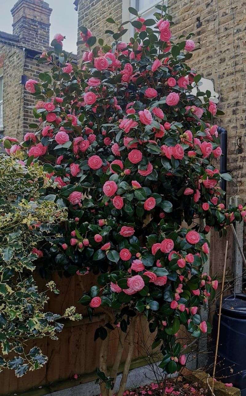 Provide Afternoon Shade Coverage
