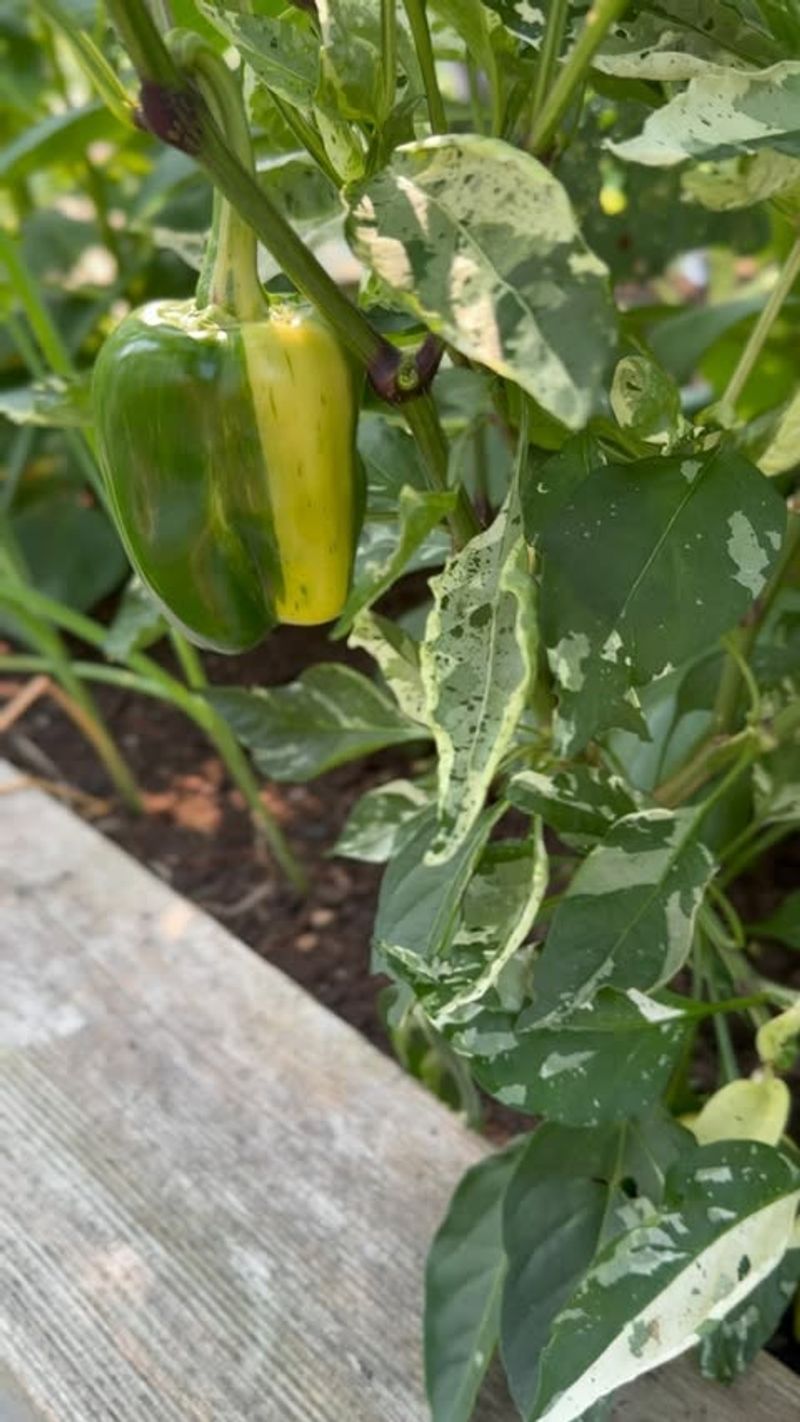 Providing Adequate Sunlight Exposure