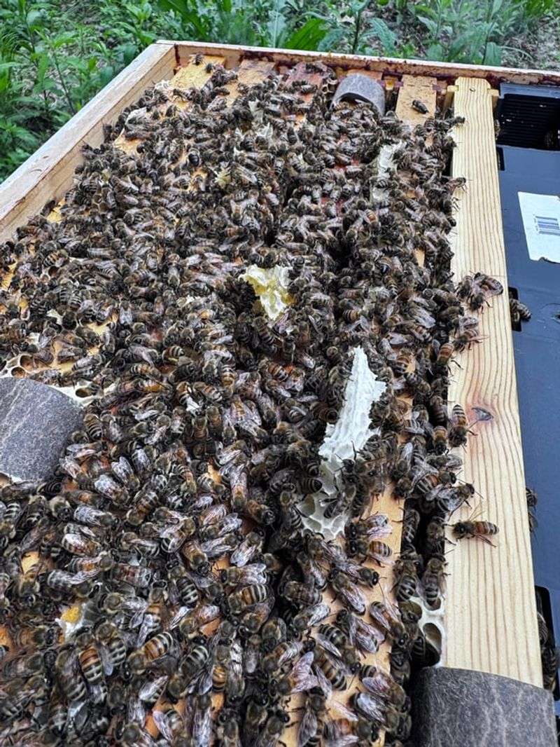 Disease and Colony Collapse Disorder