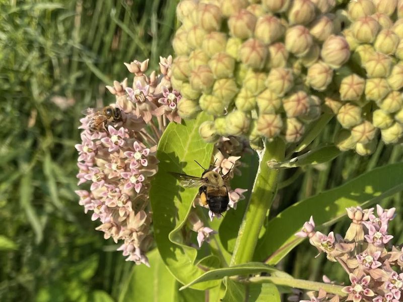 Loss Of Native Plant Species