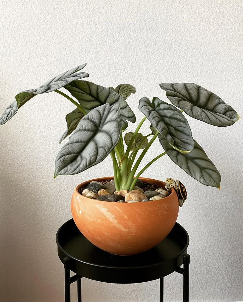 Alocasia Silver Dragon