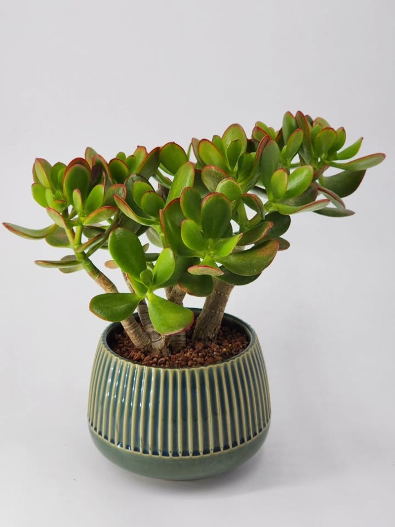Jade Plant (Crassula ovata)