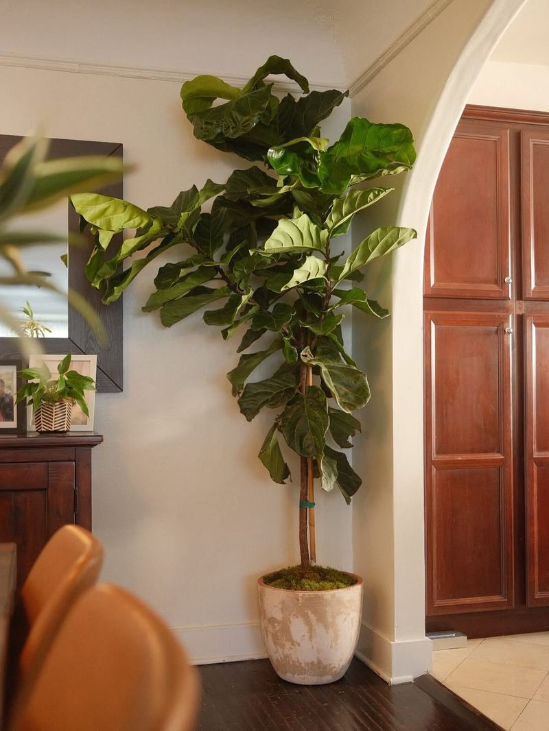 Fiddle Leaf Fig