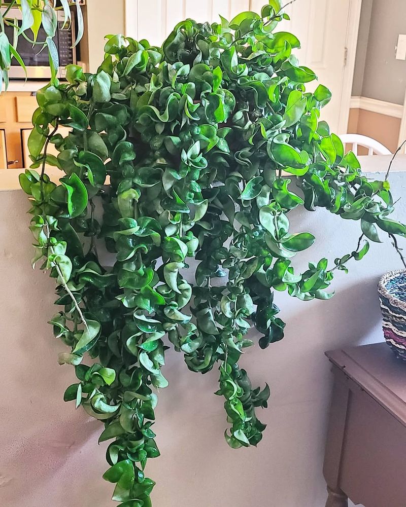 Hoya Carnosa Compacta