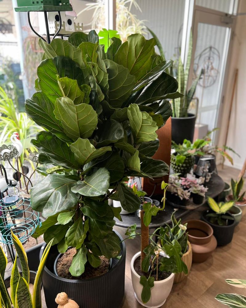 Fiddle Leaf Fig