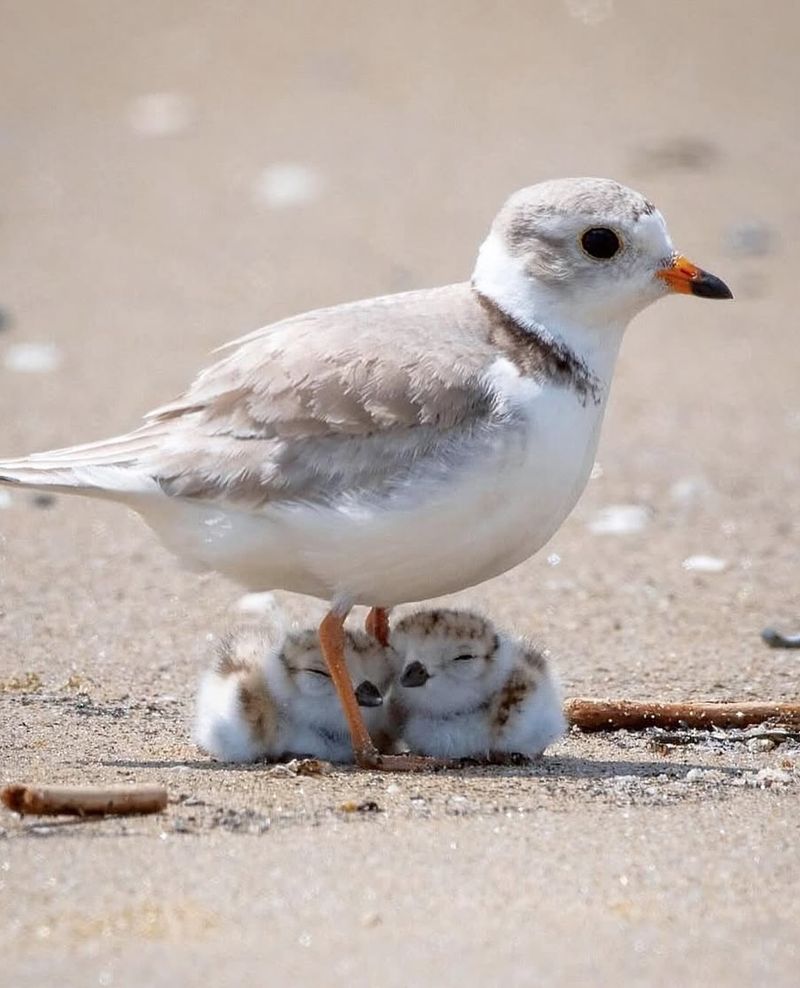 Piping Plover