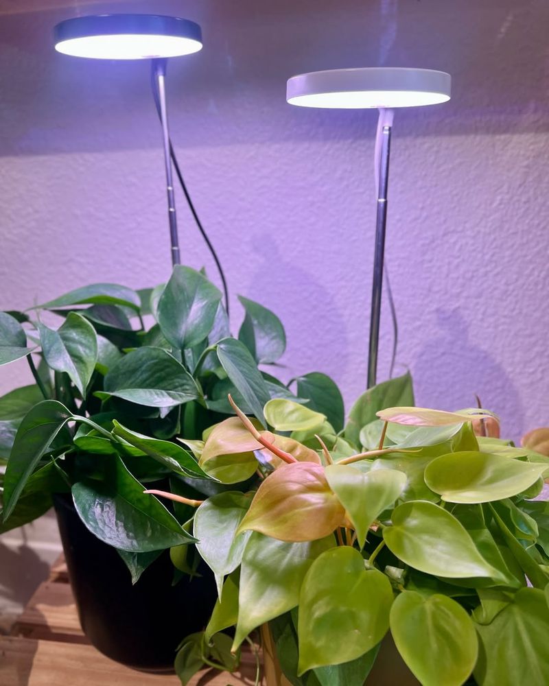 Plants Need Consistent Light Schedules Like People Need Sleep Routines