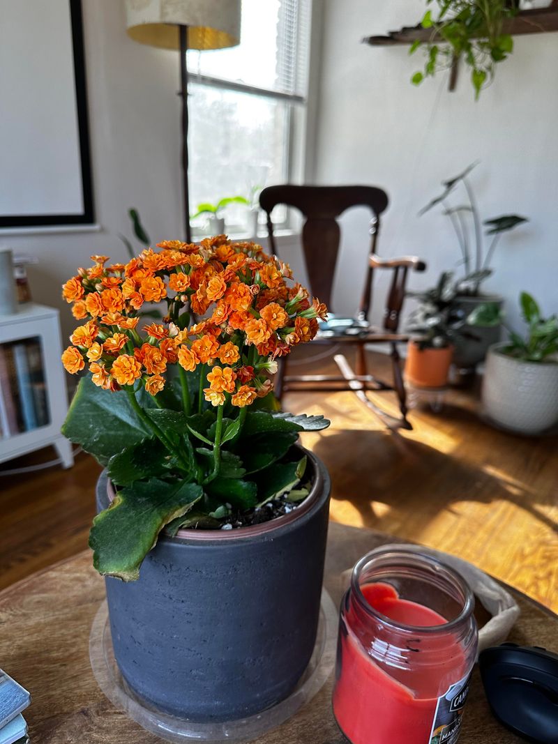 Blooming Cycles Depend on Morning Light Triggers